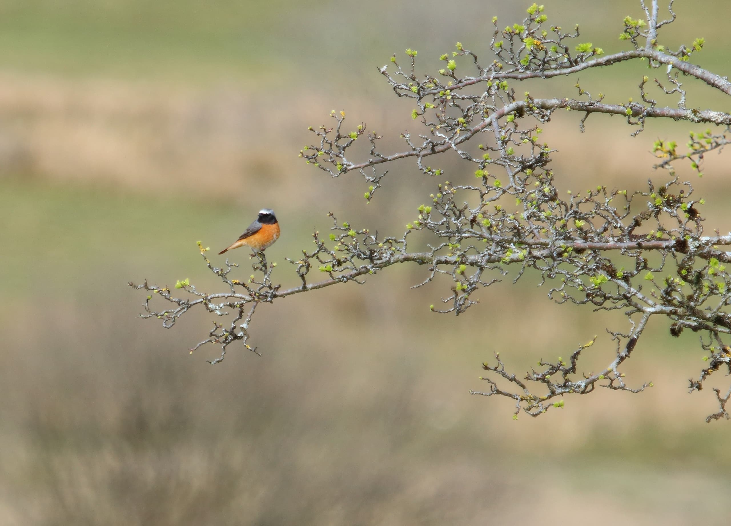Twilight Birds of RSPB Nagshead: Pied Flycatchers & Spring Migrants in the Forest of Dean