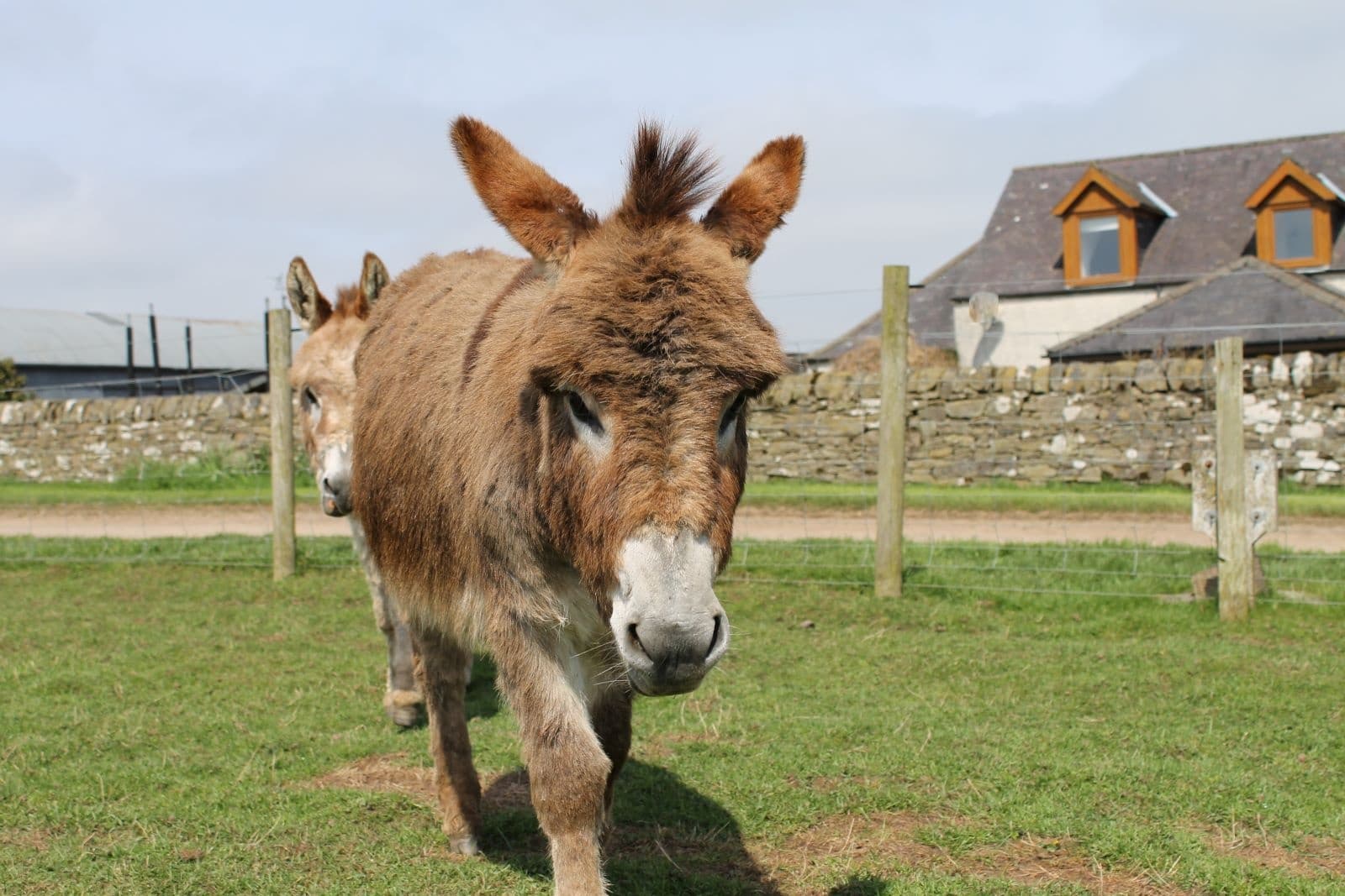 Miniature Donkey Experience at Newton Farm Holidays