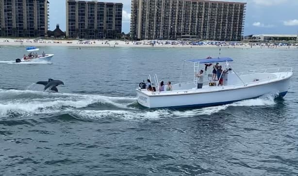 Dolphin Watching Cruise in Orange Beach, Alabama