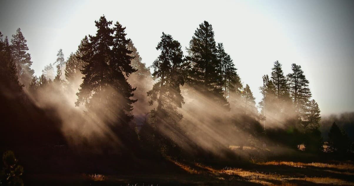 Sunlit pine forest with morning mist in Yellowstone