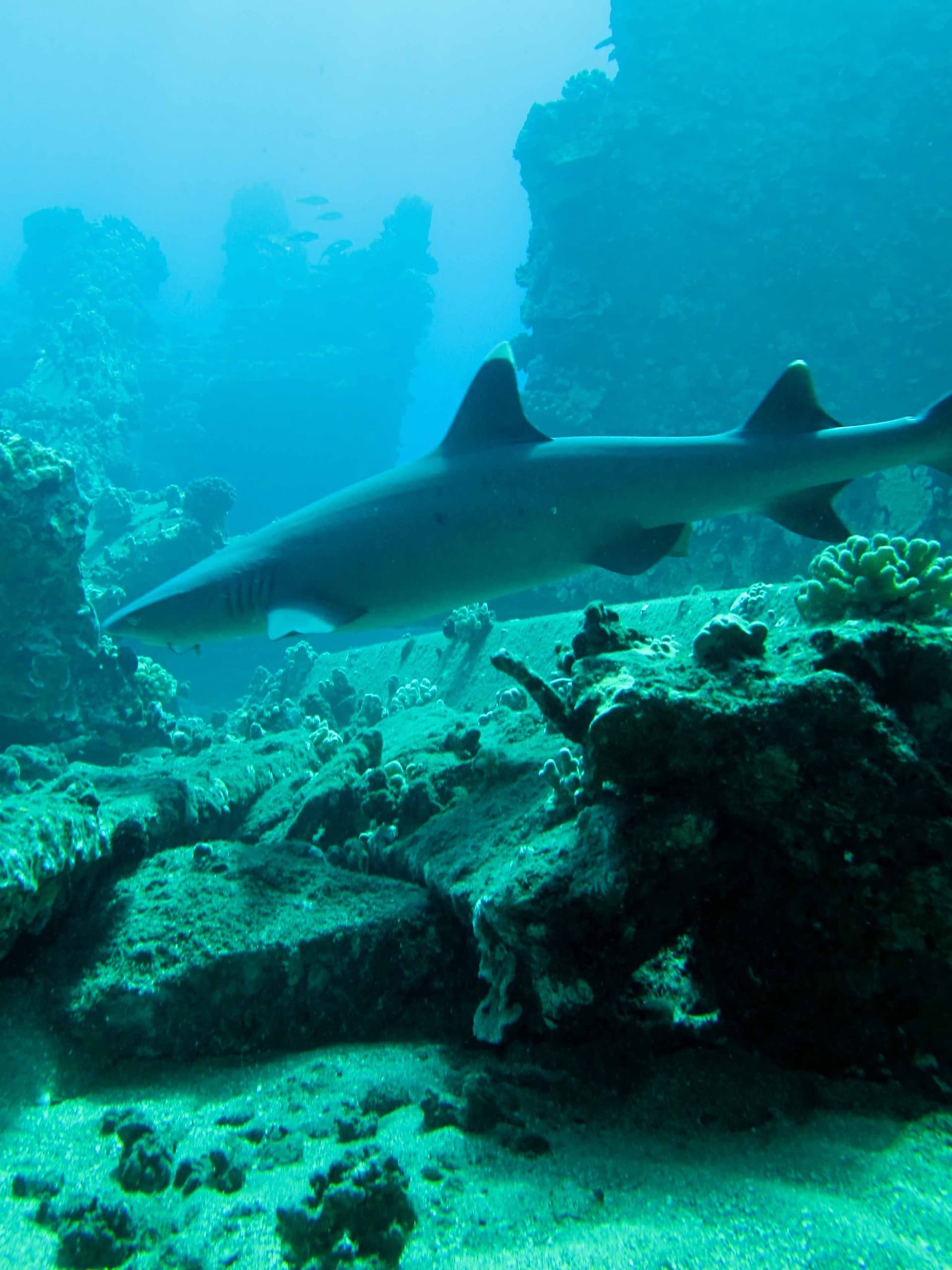 Maui Wreck Dive: Explore the Carthaginian Shipwreck from Lahaina Harbor photo 4