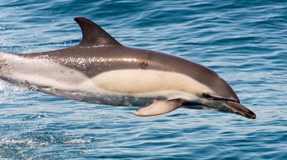 Whale Watching Adventures with Viking Fleet in Montauk