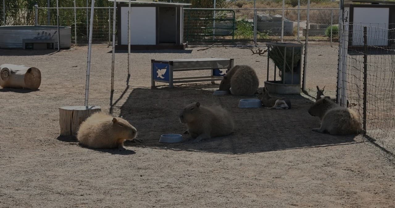 Private Exotic Animal Tour at Ghost Ranch Rd, Marana | Capybaras & Warthogs