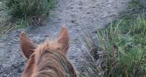 Obstacle Challenge with Horse Riding Tasmania in Woodsdale