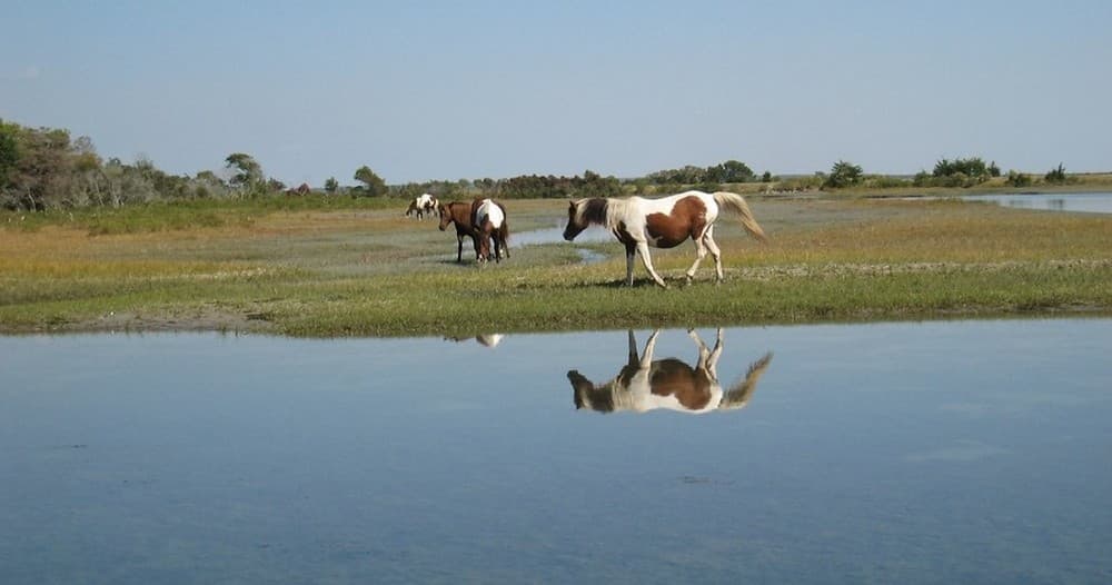 Private Back-Bay Cruise to See Chincoteague Ponies, Eagles and Dolphins