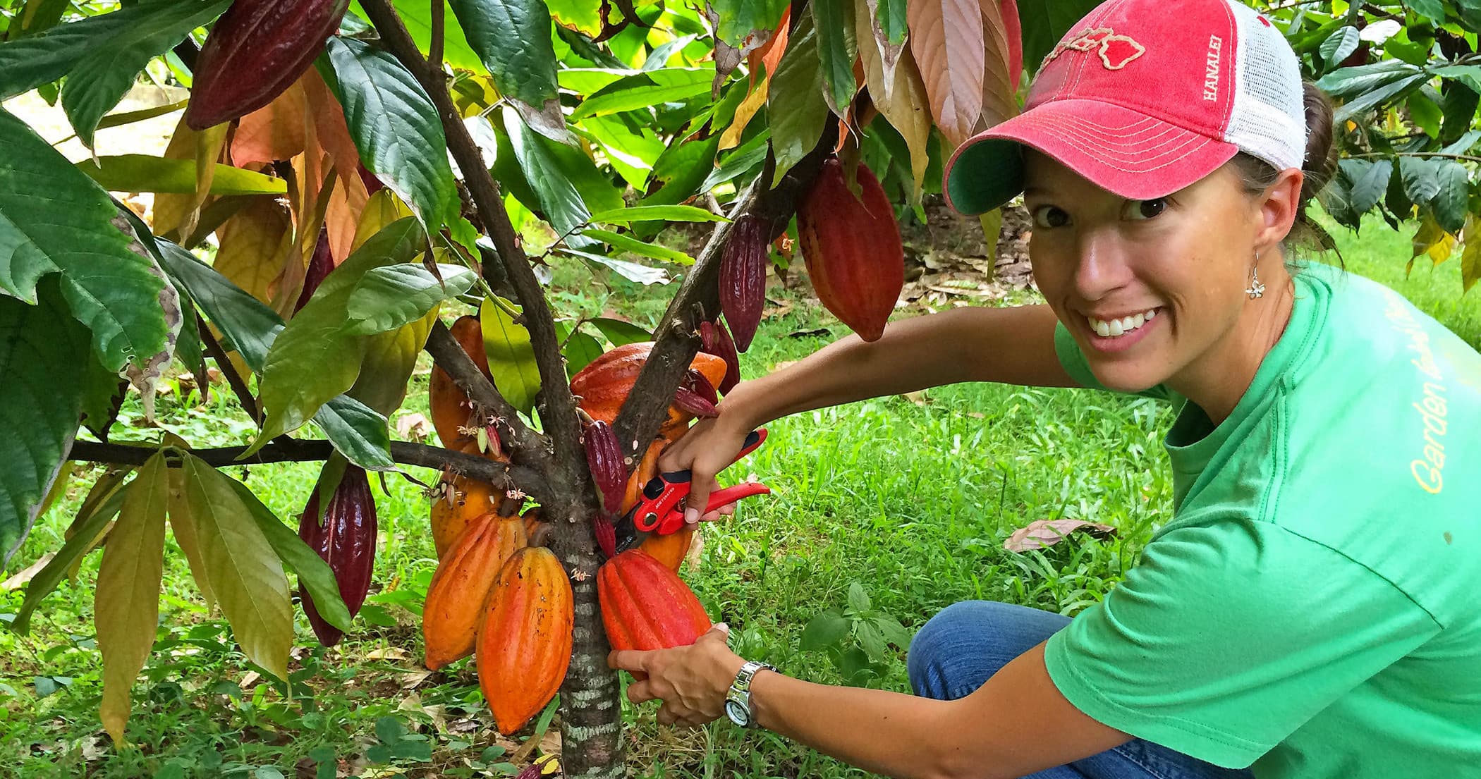 Woman harvesting cacao pods on tropical Garden Island farm