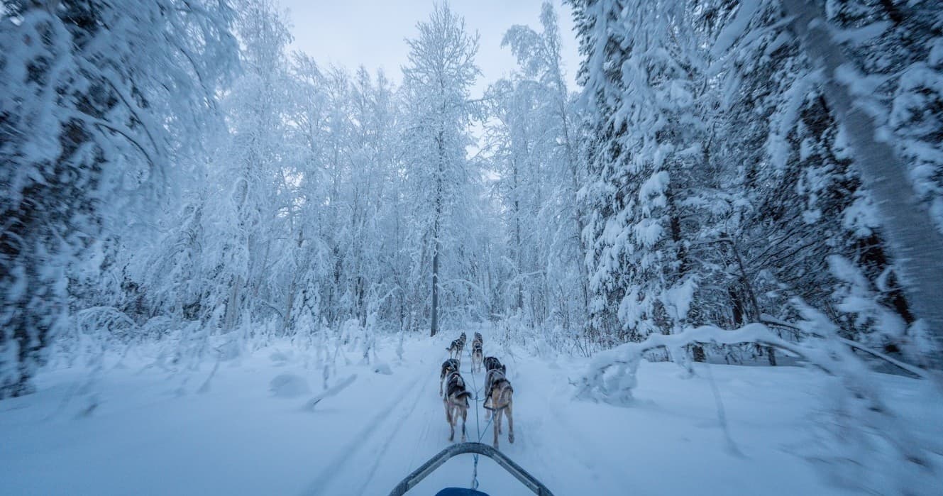 Husky Safari Adventure with Huskyworld in Lapland