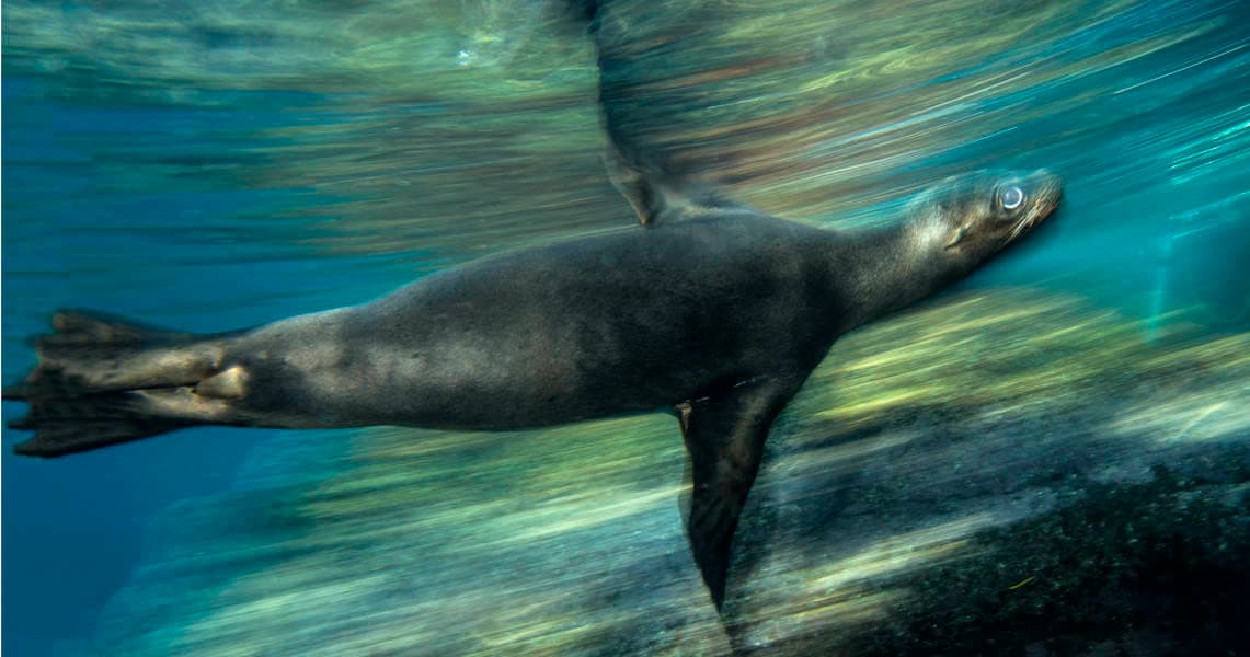 California sea lion gliding underwater near rocky kelp coastline