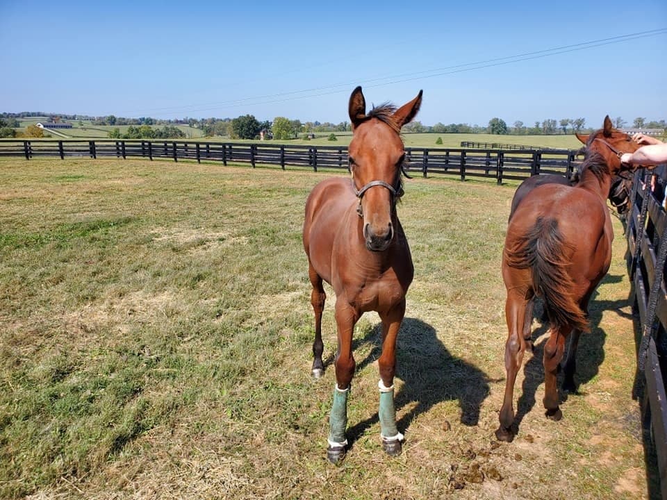 Thoroughbreds & Bourbon Private Tour: Bluegrass Distilleries and Horse Farms photo 1