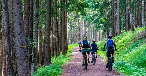 Group mountain bikers riding forest trail through pines