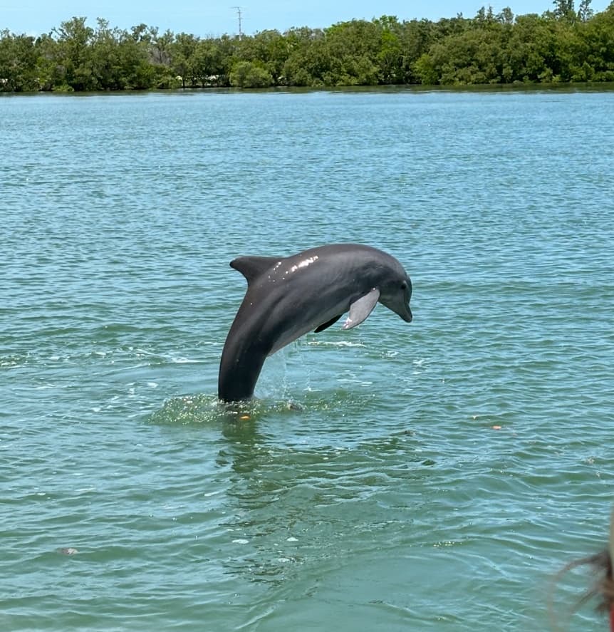 Backbay Dolphin Cruise in Fort Myers Beach — 2-Hour Wildlife & Scenic Boat Trip photo 1