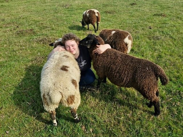Introduction to Sheep Keeping Course in Dover: Hands-On Farm Skills & Animal Health photo 1