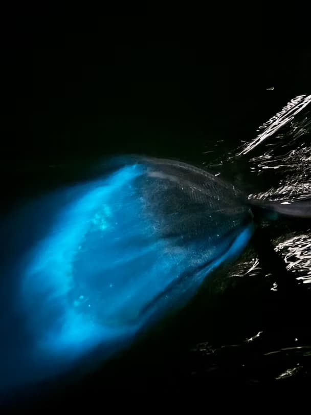 Moonlit Magic: Bioluminescence Eco Tour on Florida’s Indian River Lagoon photo 2