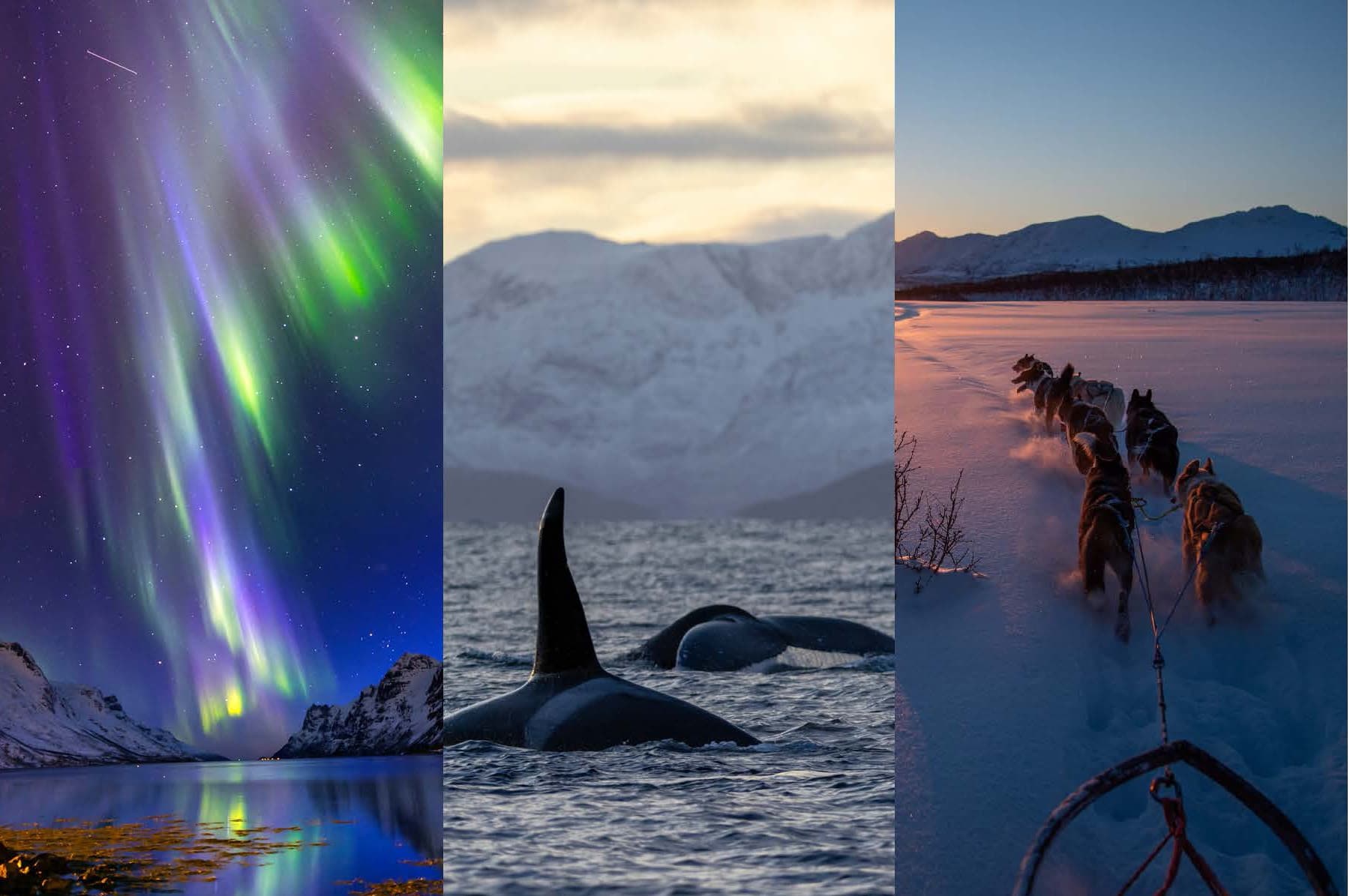 Unforgettable 6-Day Arctic Yacht Charter in Tromsø: Whale Watching, Dog Sledding & Northern Lights