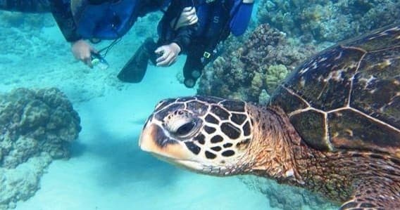 PADI Certification Adventures with Manini Dive Company in Hawaii