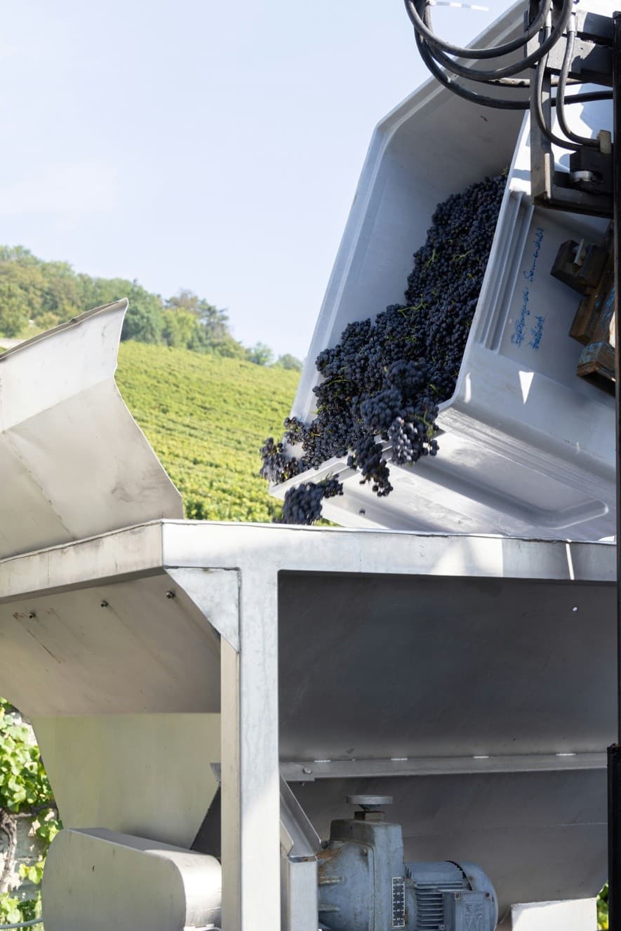 Hands-On Harvest at Quinta das Murgas: Bucelas Vindima Experience photo 3