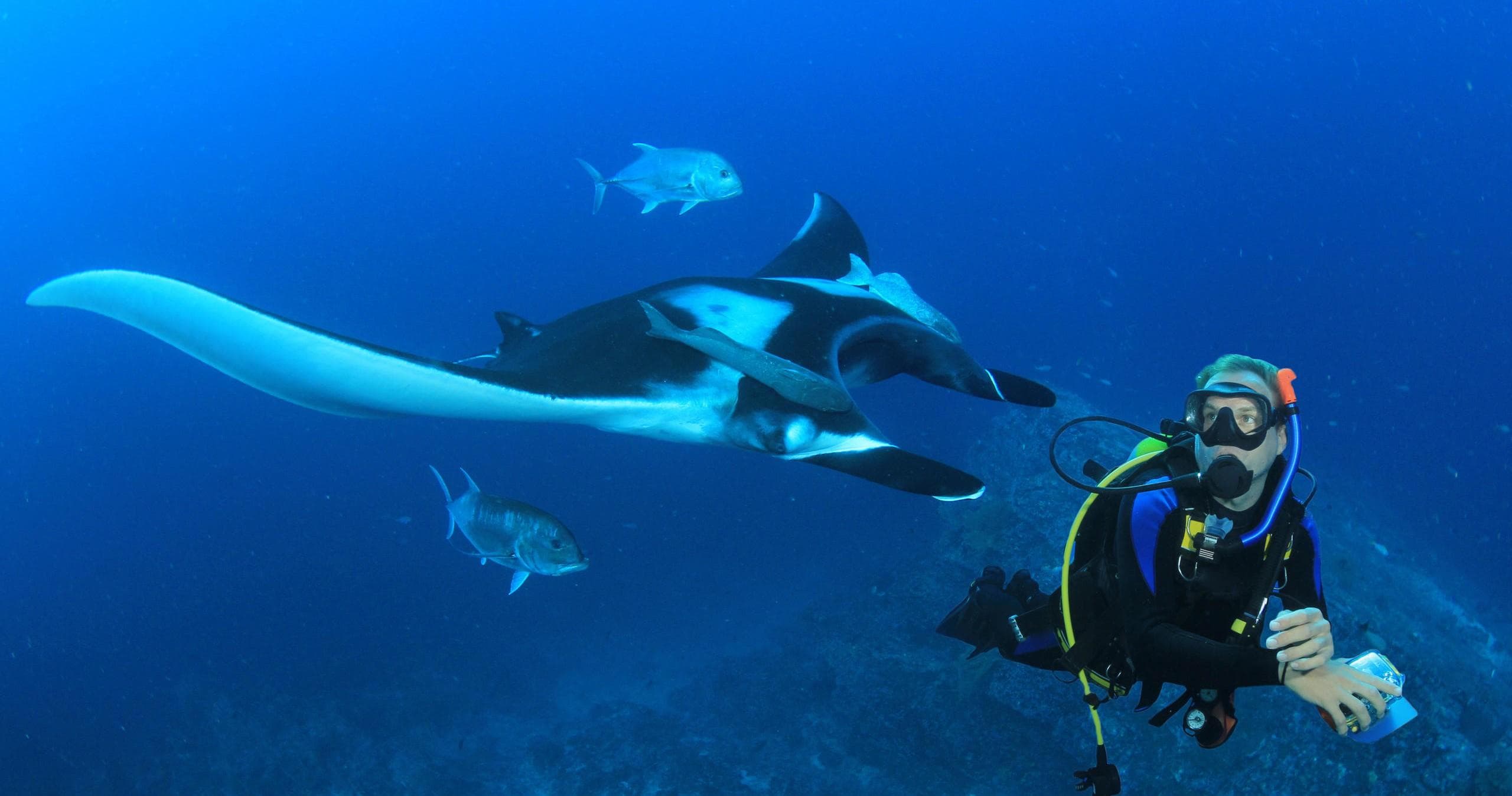Boat Dive Tours in Haleiwa, Hawaii with Surf N Sea