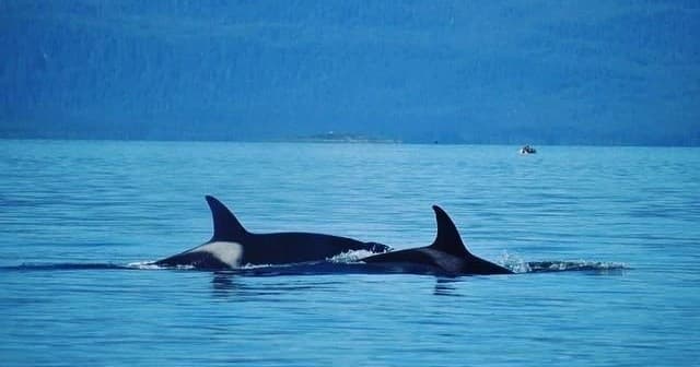 Wildlife & Nature Tour with Ketchikan Custom Tours