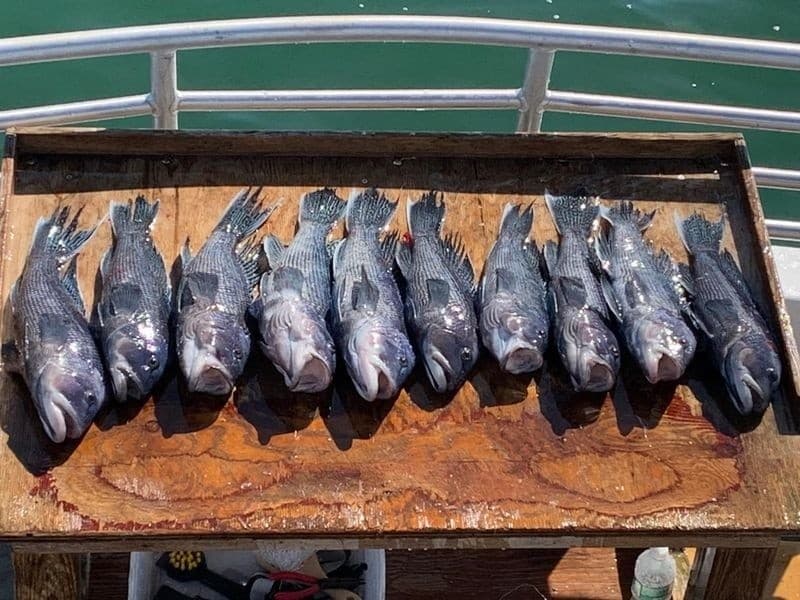 Short Cape Cod Charter: 4-Hour Bottom Fishing on Vineyard Sound
