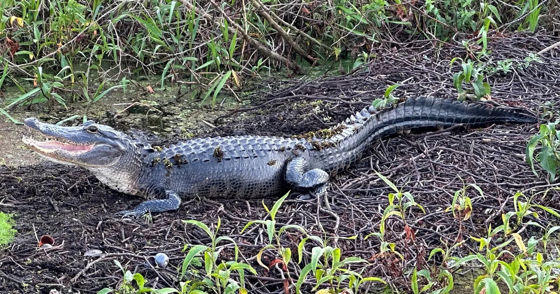 Airboat in Apopka, Florida