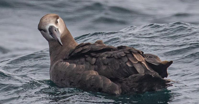 Eight Hour Pelagic Seabird Tour in Monterey Bay