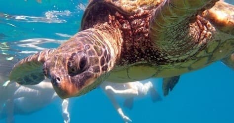 Snorkel Outrigger Canoe Tour with Maui Pacific Tours in Wailea