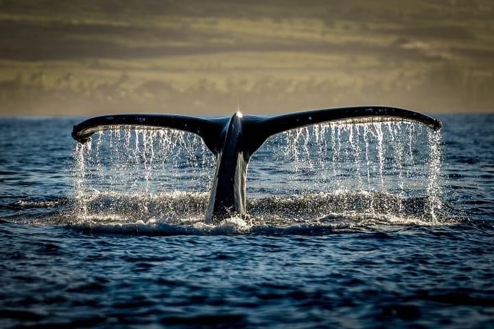Capture the Majesty: Private Whale Watch Photography Expedition in Maui