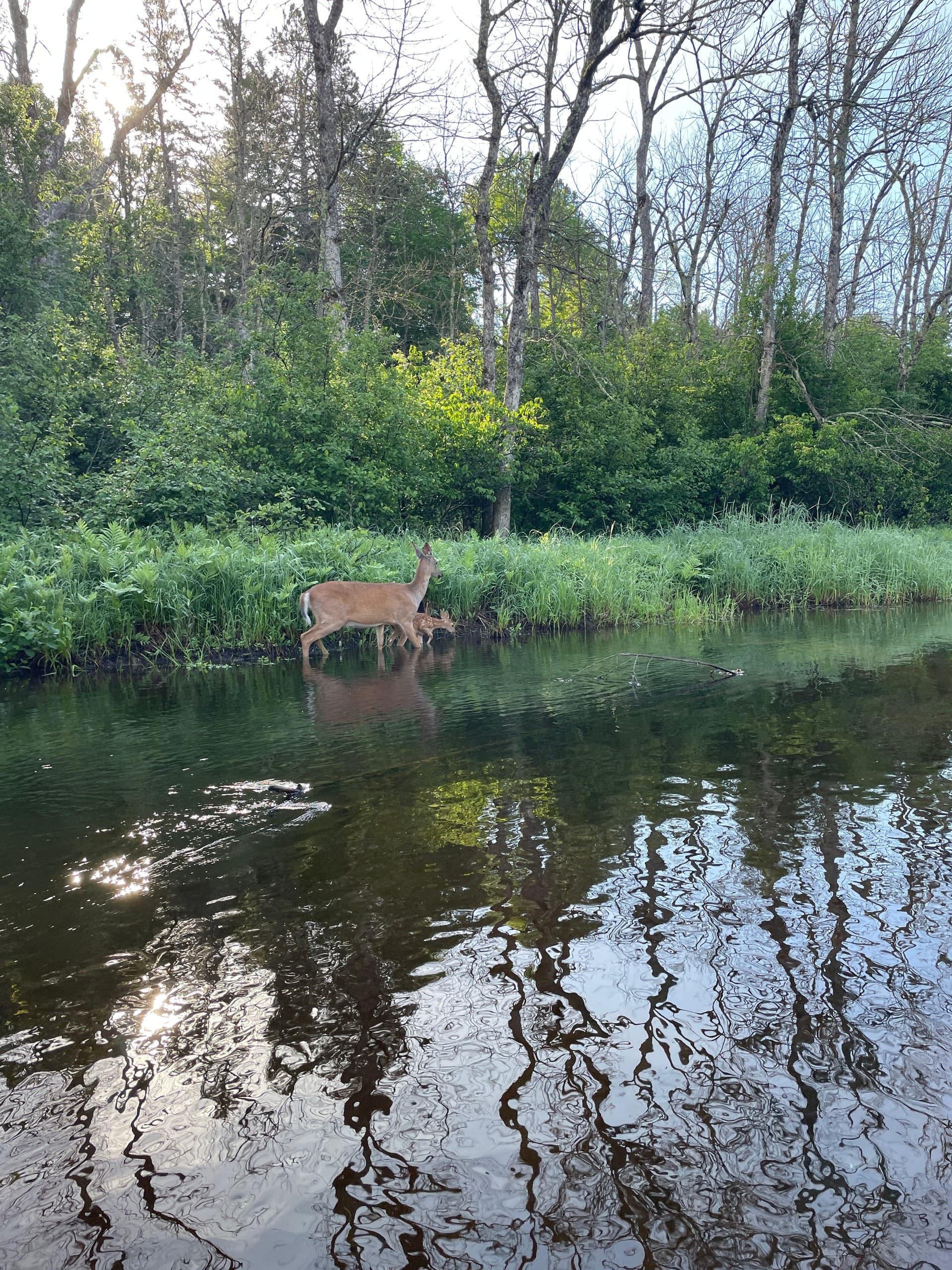 Paddling Brule River: A4 Stones to CR Campground — 2-Day Canoe & Kayak Trip photo 1