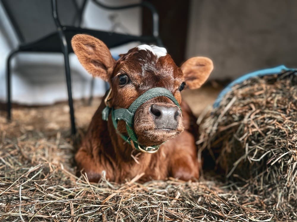 Cuddle a Micro Calf With Dolly at Rose Bridge Farm Sanctuary in Dresher, PA