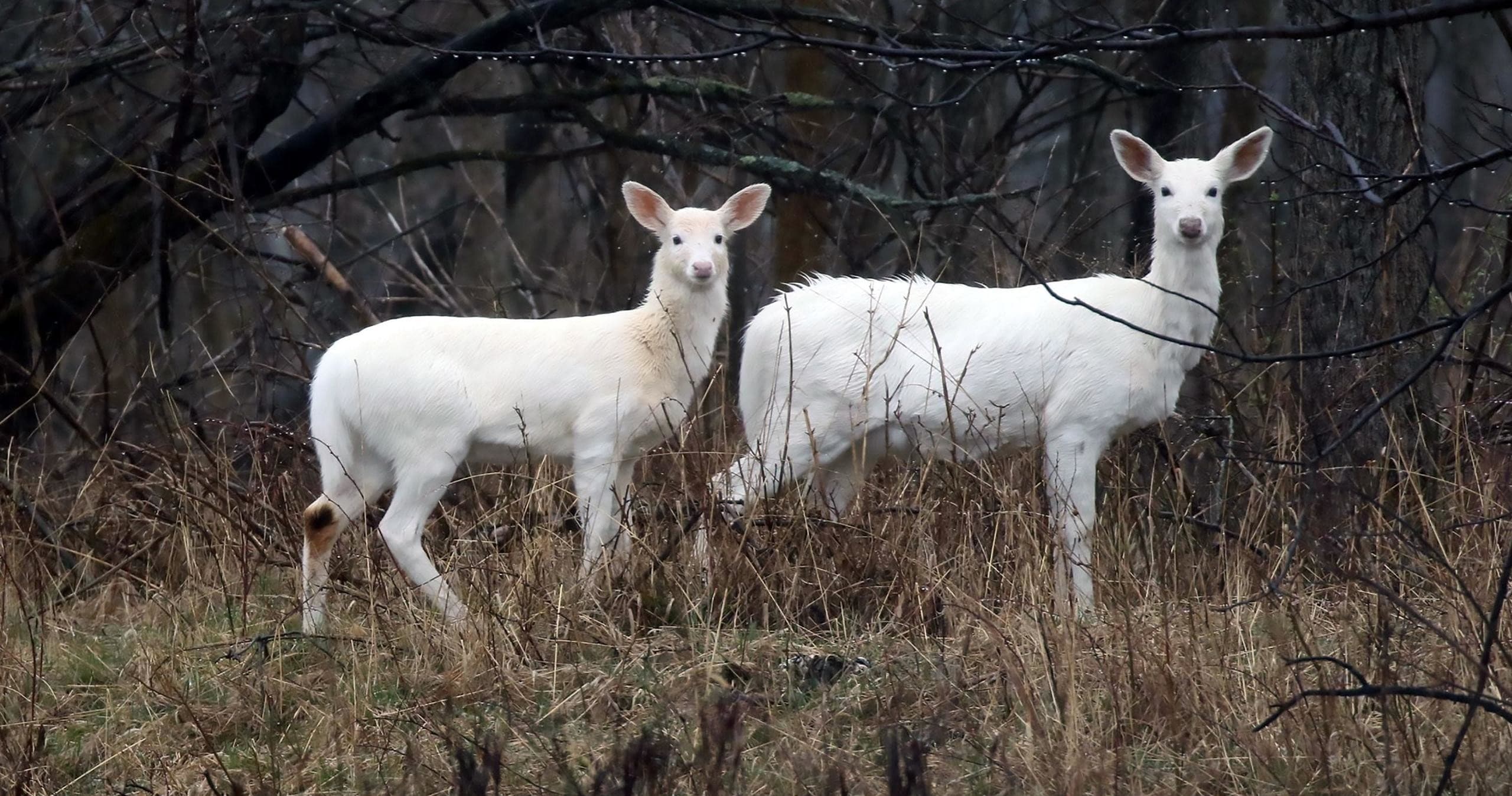 Wildlife & Nature Private Tours at Deer Haven Park LLC