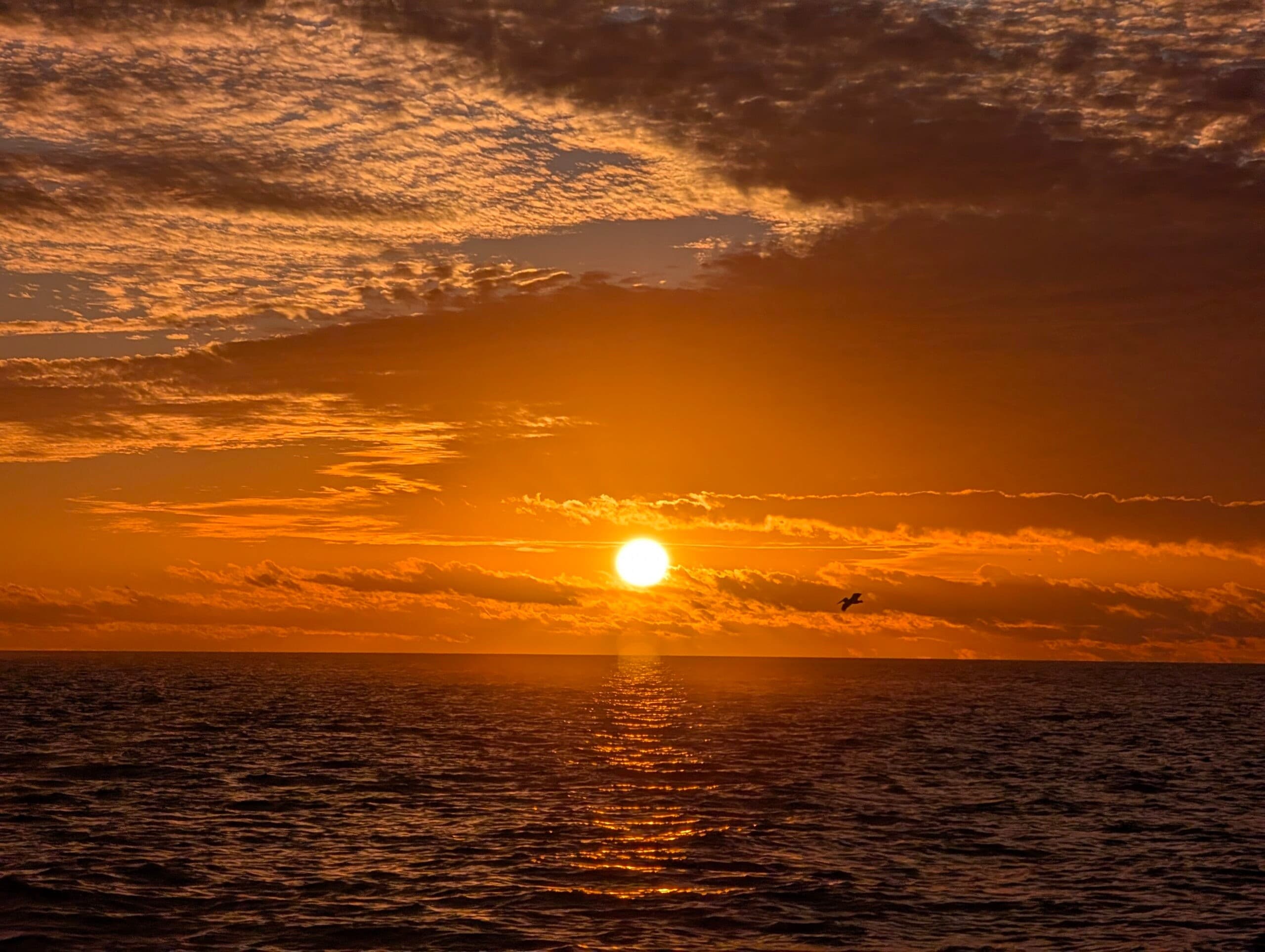 Private Sunset Cruise Fort Myers Beach: Dolphin-Watching & Mangrove Sunsets photo 2