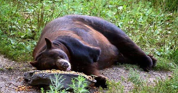 Wild Black Bear Photography at Vince Shute Wildlife Sanctuary