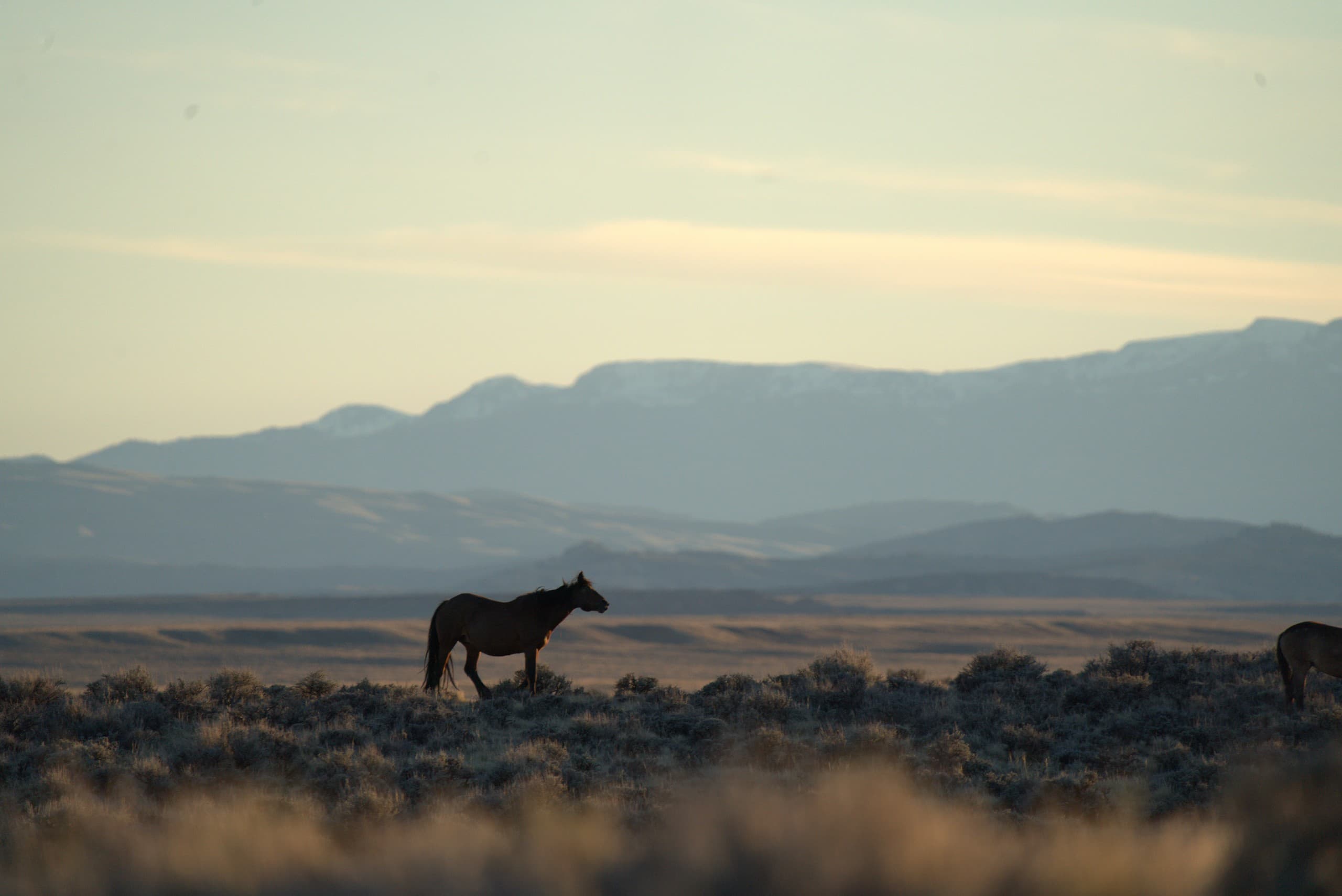 Half-Day Wild Mustang Tours from Cody, WY: Scenic Wild Horse Safari photo 4