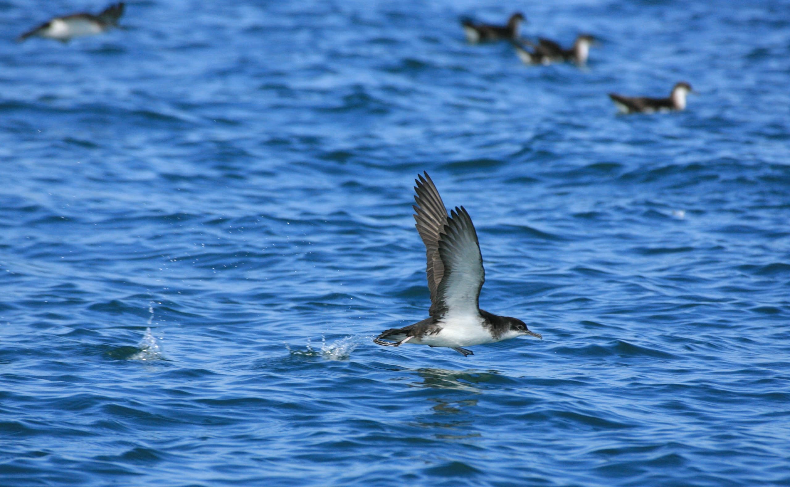 Wildlife & Water Activities with Evening Manx Shearwater Voyage