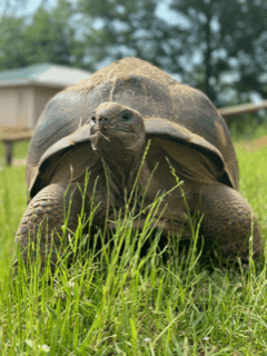 Wildlife & Nature Tortoise Encounter at Alabama Safari Park