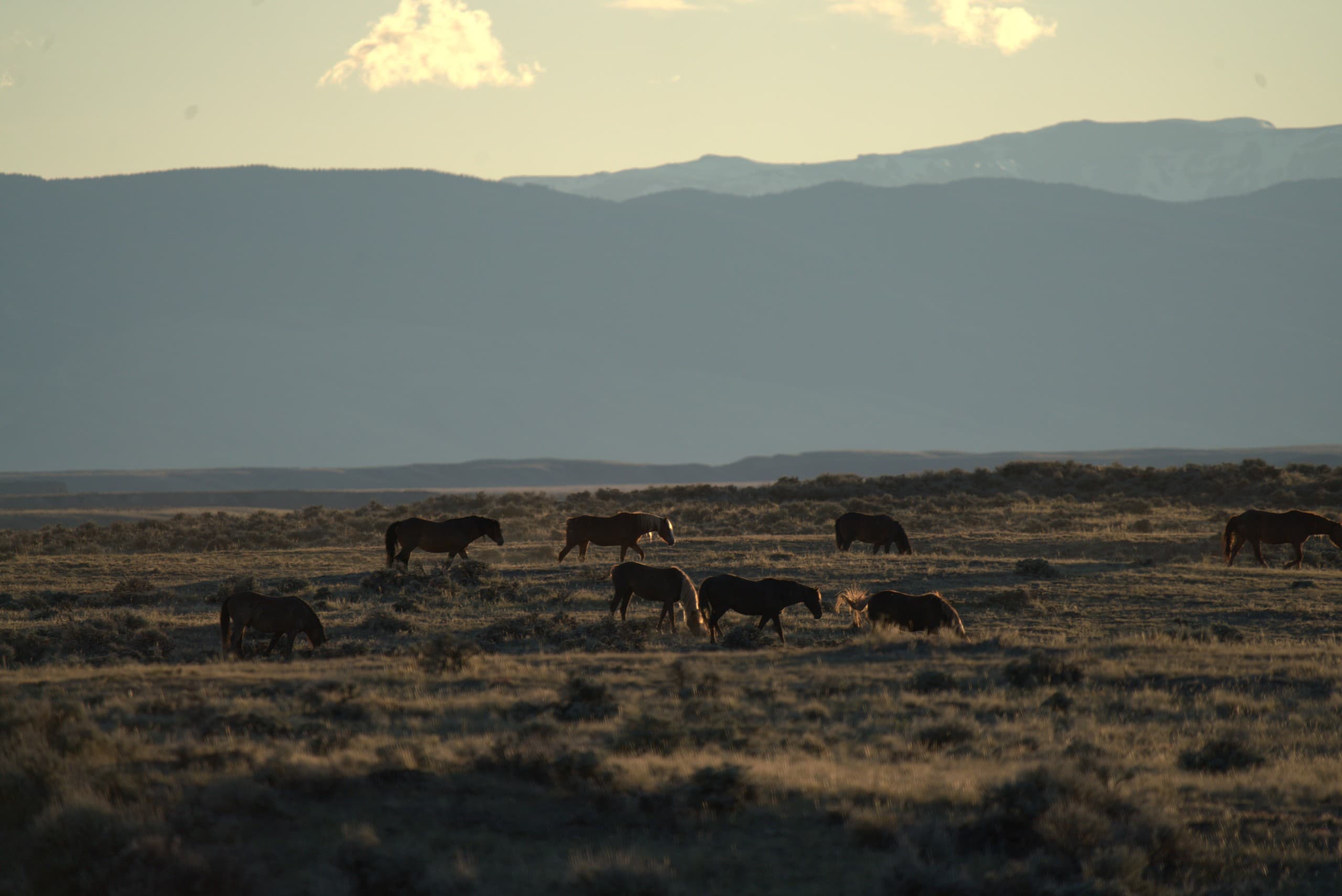 Half-Day Wild Mustang Tours from Cody, WY: Scenic Wild Horse Safari photo 3