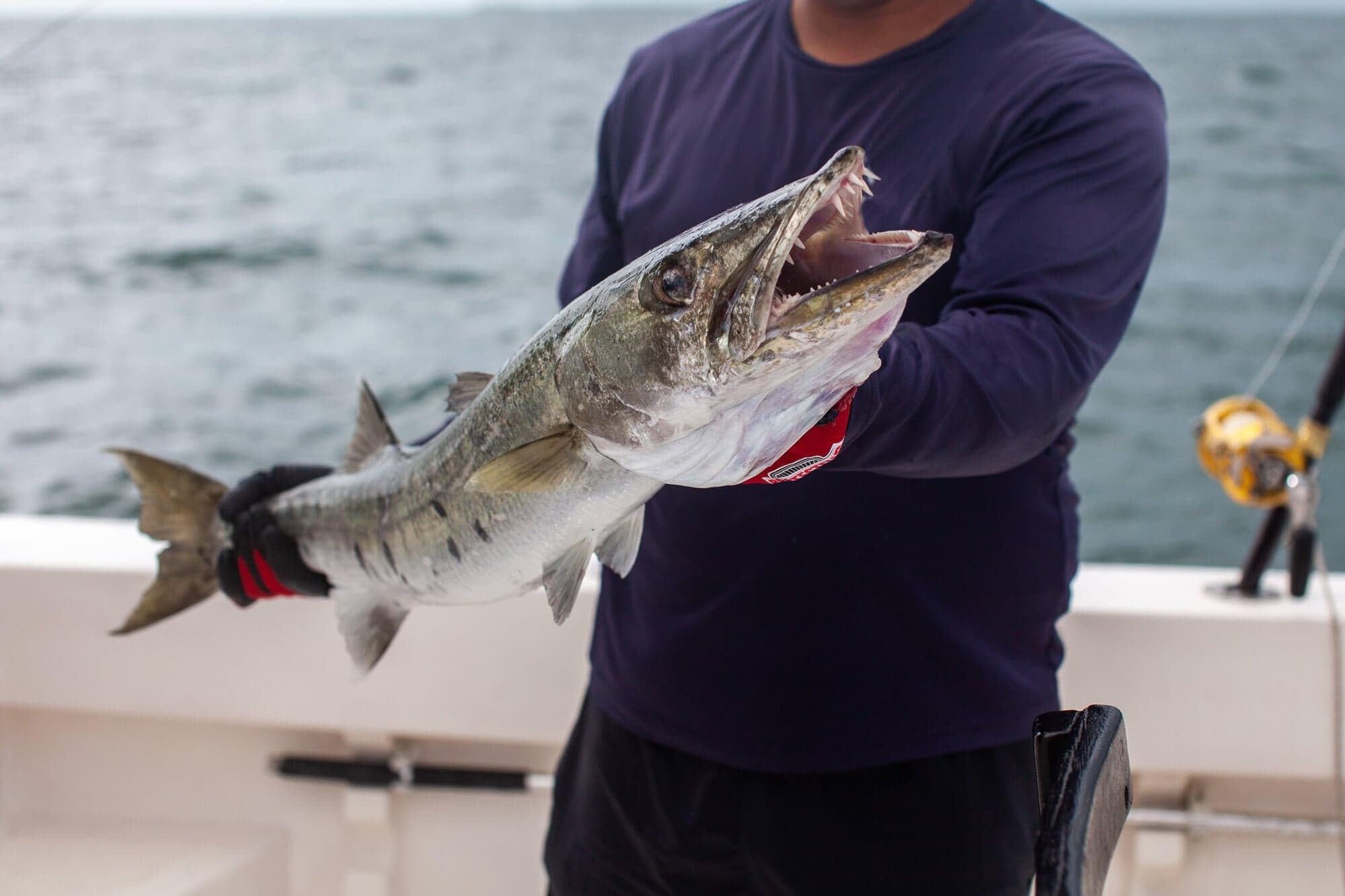 Angler holding large barracuda on sportfishing boat, catch display