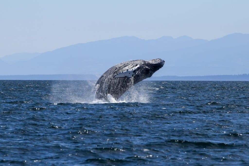 Salish Sea Exploration: Campbell River Whale and Wildlife Small-Boat Tour photo 1