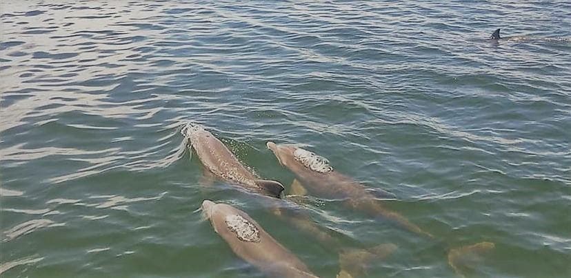 Eco River Tour with Latitudes Tours in Ruskin, Florida