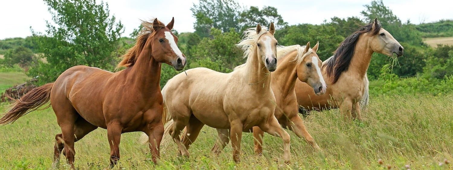 Group of horses galloping across an open grassy meadow