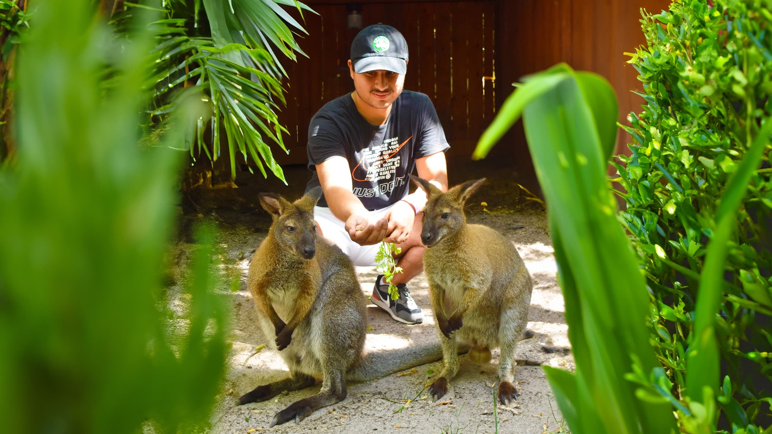 Up-Close with Australia's Wallabies: A Unique Encounter in Miami’s Jungle Island