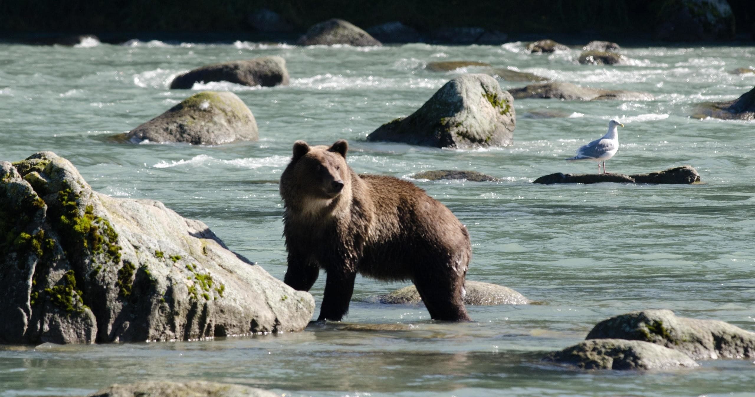 Chilkoot Lake Nature and Wildlife Viewing - Departs from Skagway | Wildlife in Skagway | Guided Tour, Eco Tour, Sightseeing Tour, Photography Tour