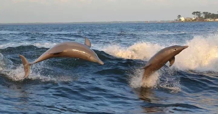Wild dolphins leaping through ocean waves during cruise