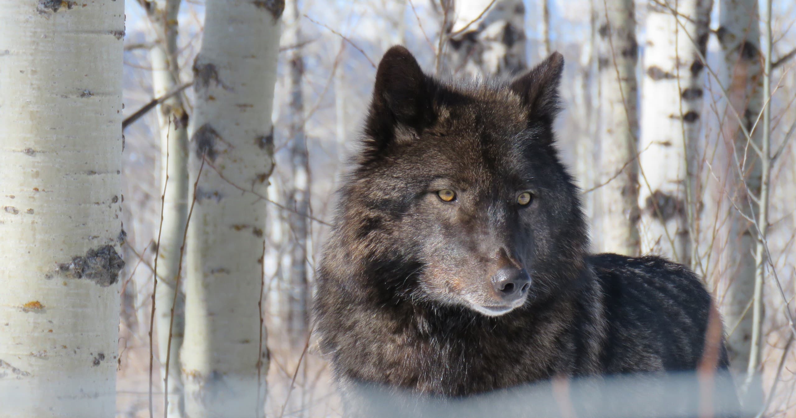 Wildlife & Scenery with Banff Day Trips from Calgary