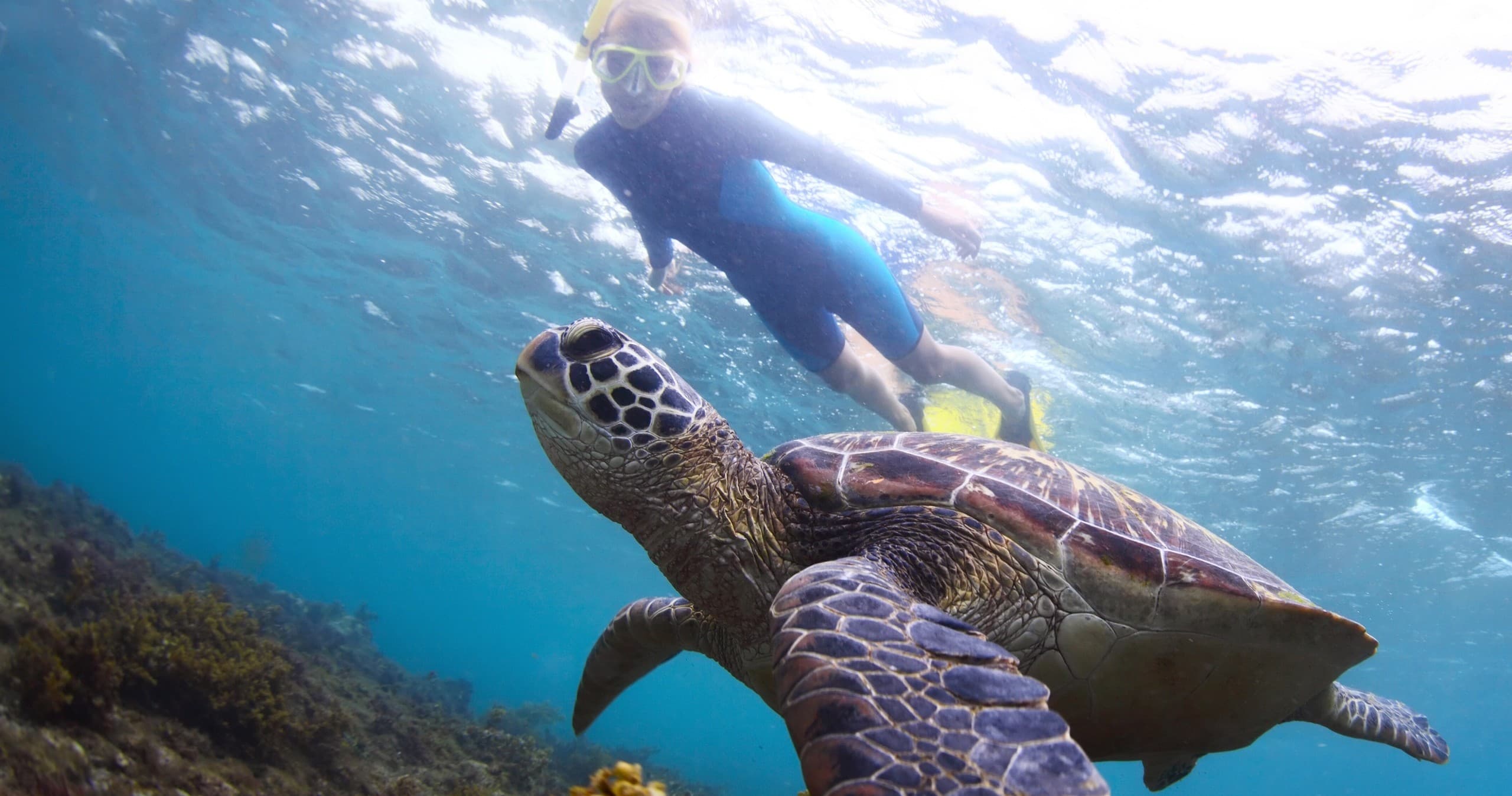Snorkeler swimming with sea turtle in clear tropical reef waters
