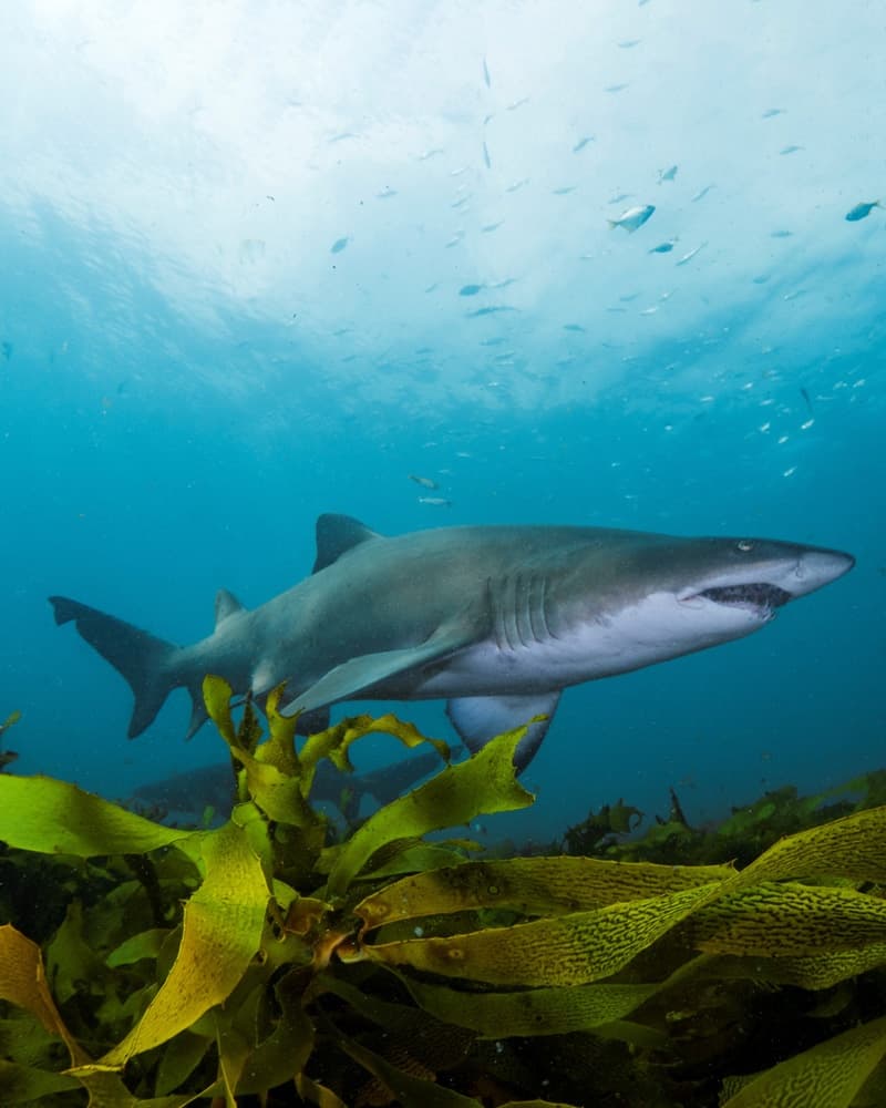 Forster Dive Centre fleet