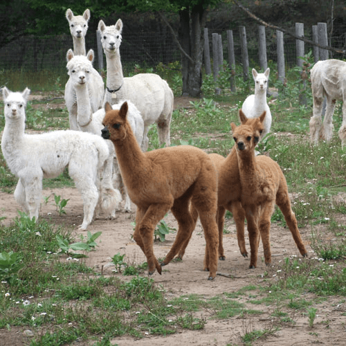 Meet the Herd: Private Alpaca Farm Tour Near Bruce Mines, Ontario