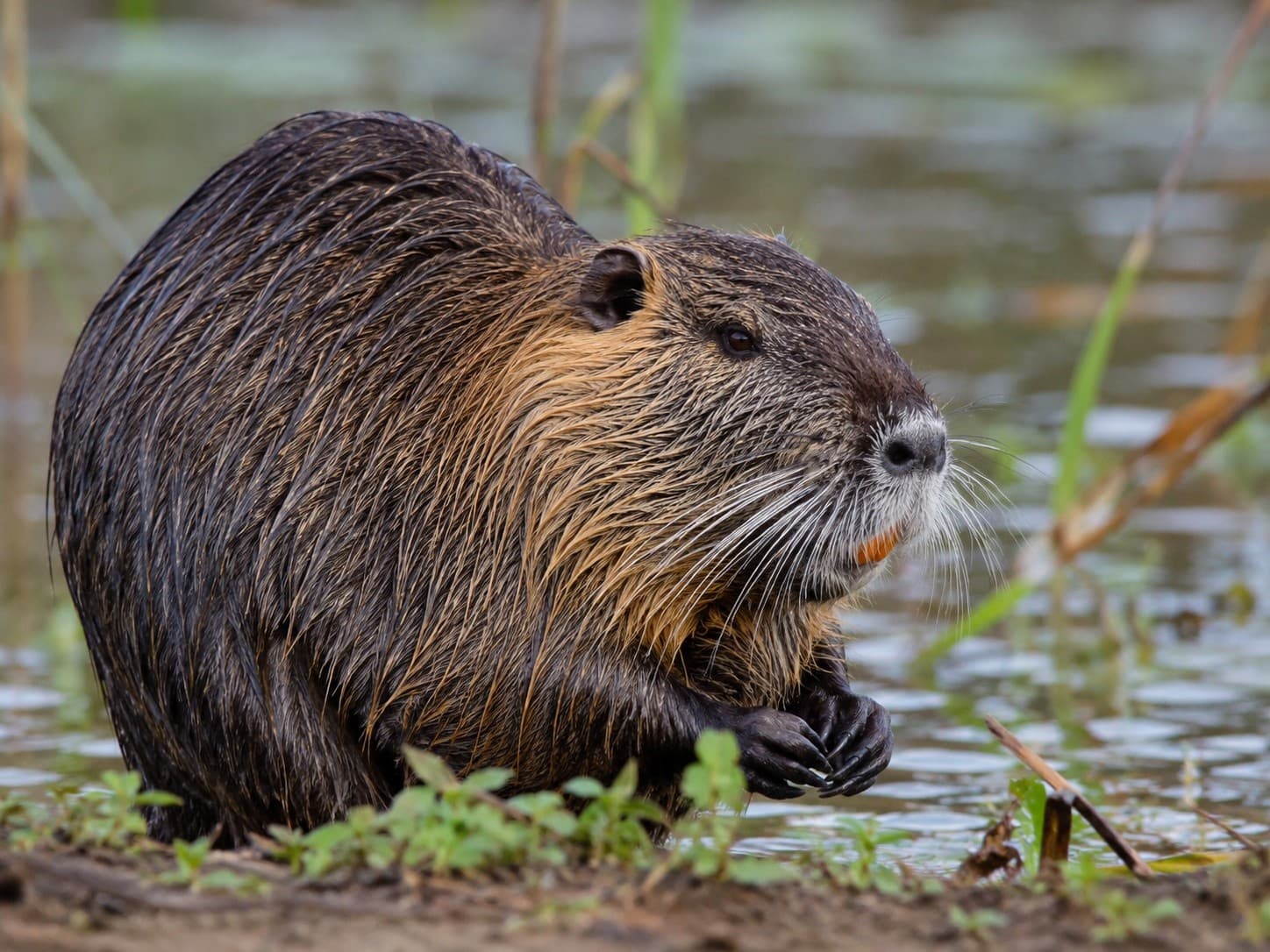 Airboat Nutria Hunt in Venice, Louisiana — Guided Full-Day Marsh Hunt