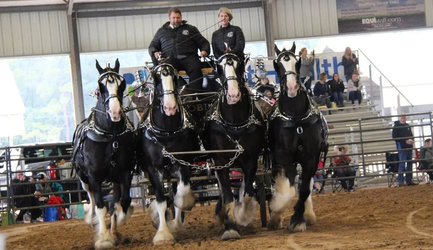 Grandview Invitational Draft Horse Spectacle in Ocala, Florida