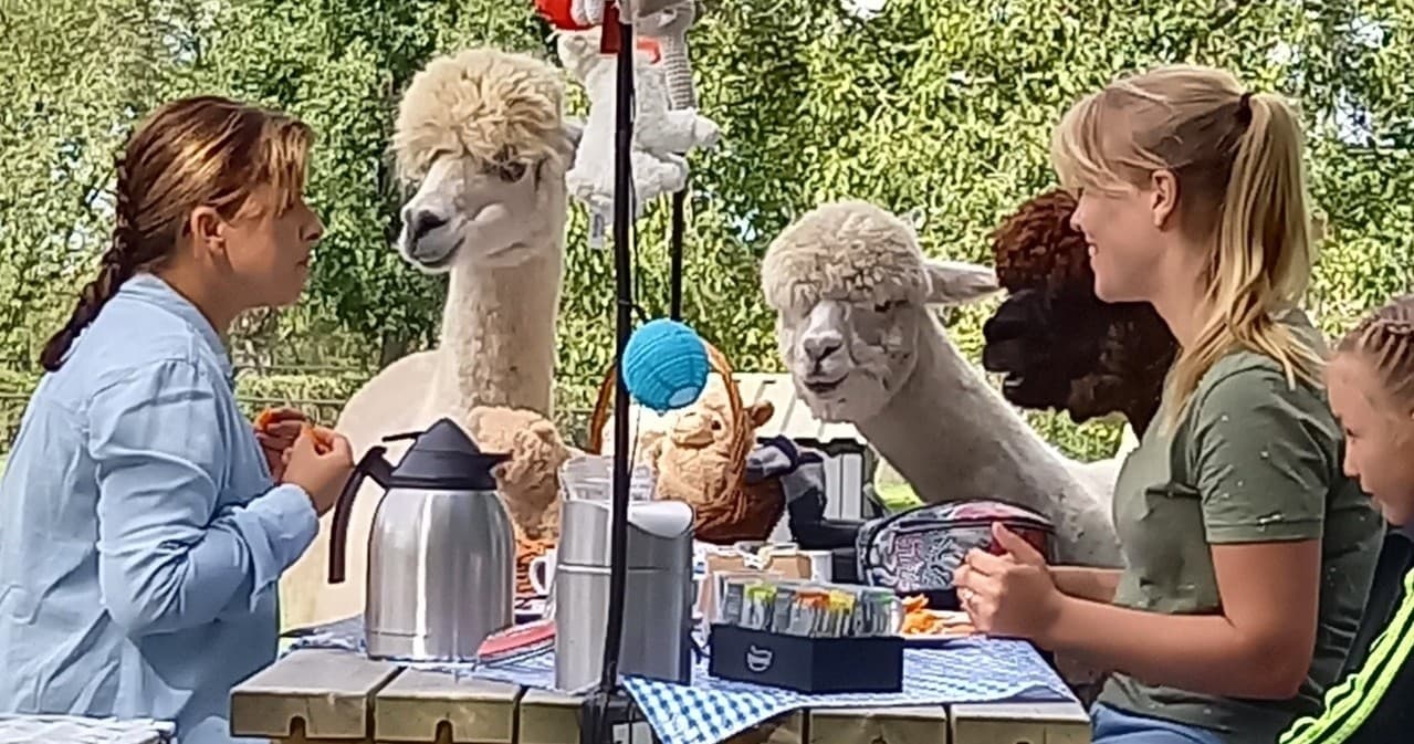 Alpacas joining visitors at lakeside picnic in Zeeland park